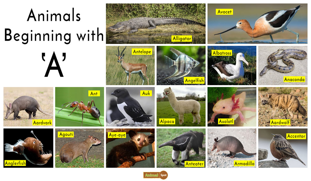animals that start with the A