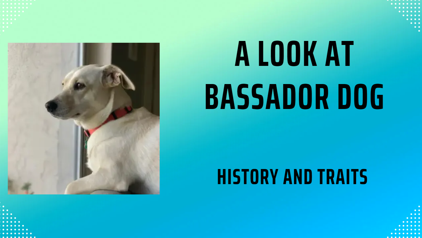 A Look at Bassador Dog: History and Traits