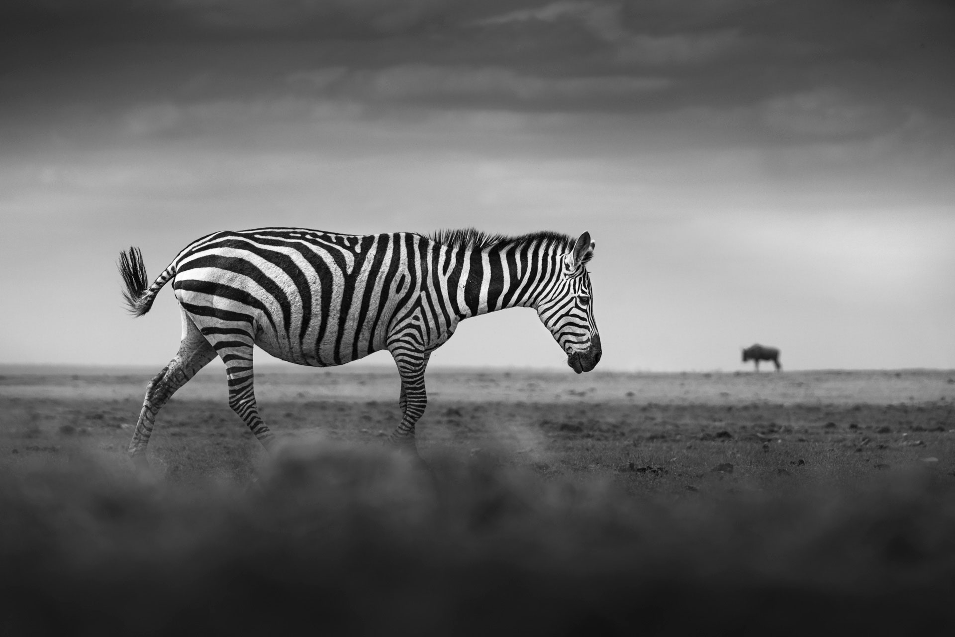 Kenya Safari Photography Workshop