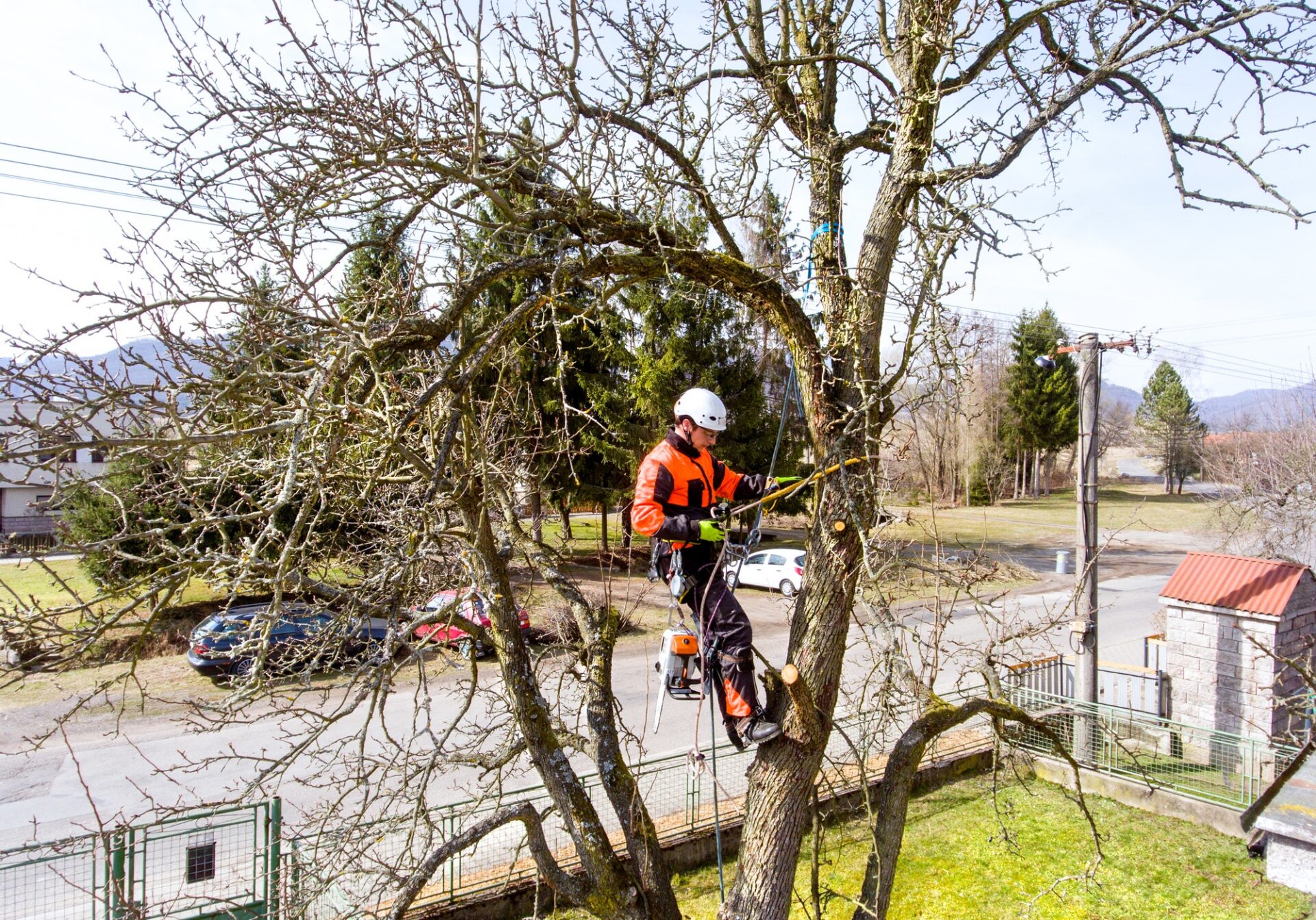 Tree Felling North London