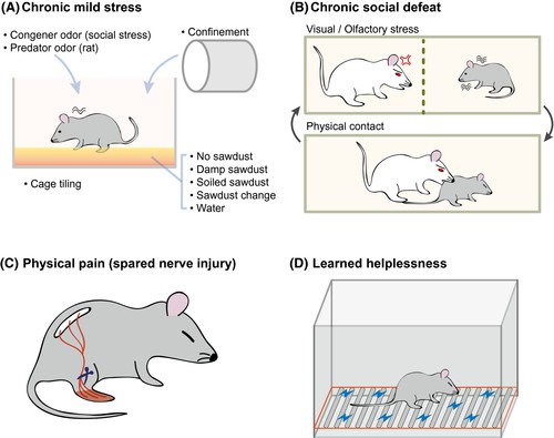 Experimental models for the study of depression