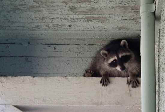 Urban-Raccoon-Removal-Service-in-Atlanta-GA-2