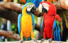 macaws for sale by owner