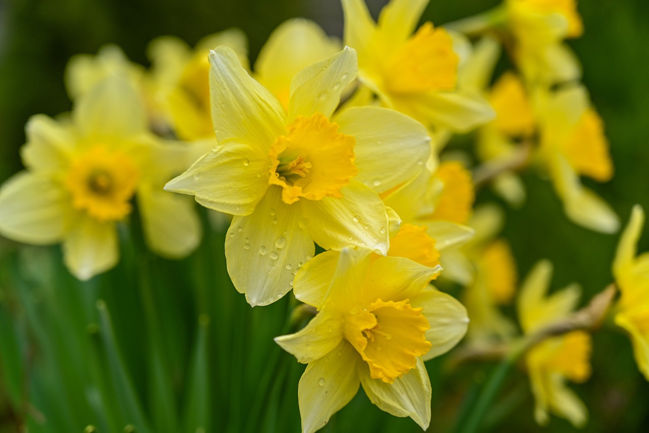 flower names in marathi