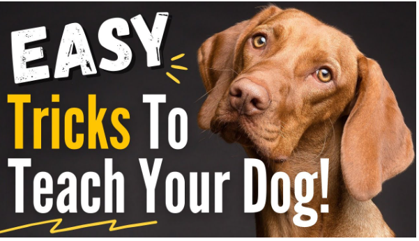 10 Easy Tricks To Teach Your Dog With Lap day Calculator