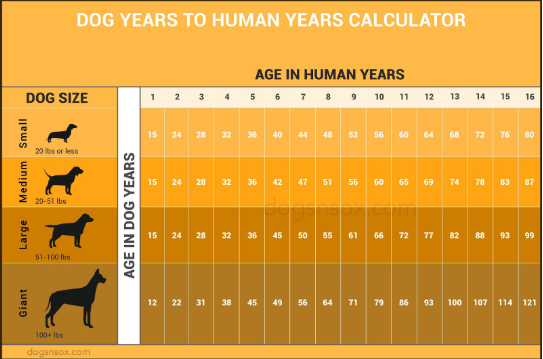 Free Dog Lap Day Calculator - Celebrate Your Dog’s Age