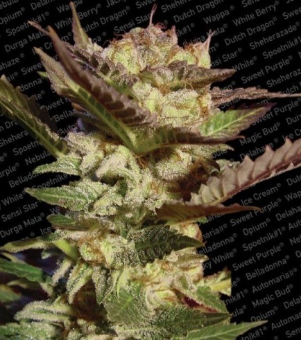 order cannabis seeds online