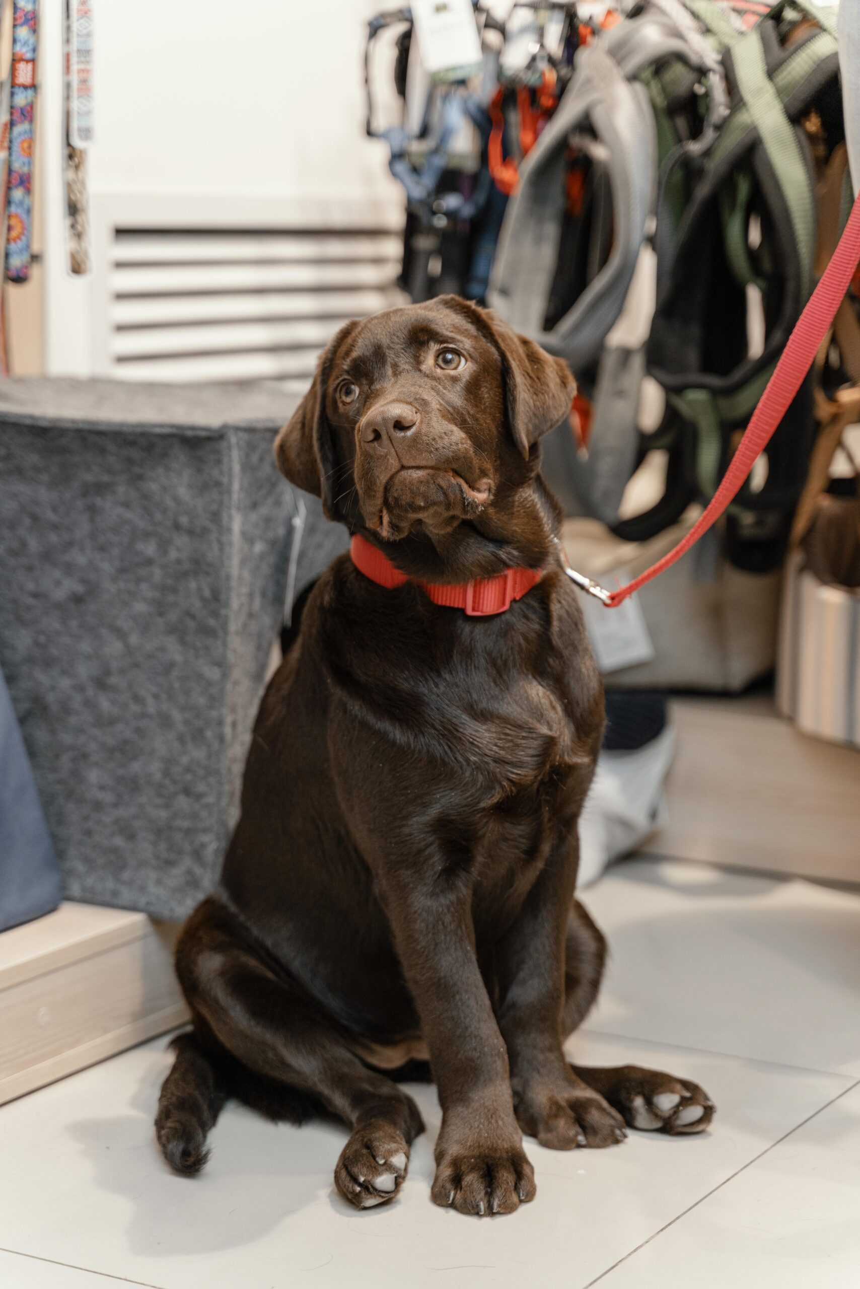 French Mastiff Breeding