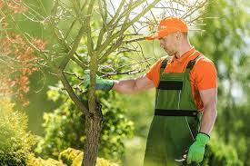 Tree Trimming